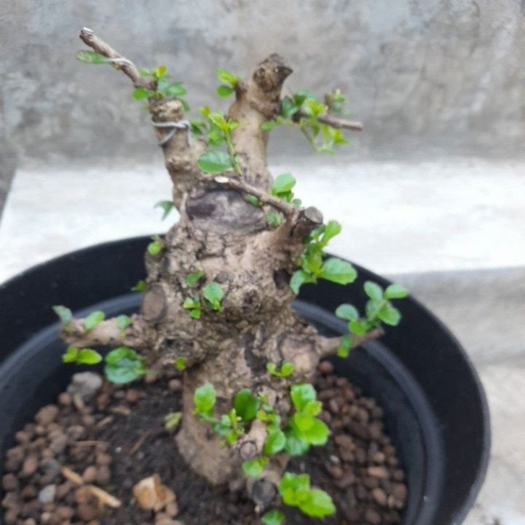 BonBahansai Hokianti Bunga Import Gaya Formal Akar Natural Melingkar Percabangan sudah ada Size Smal