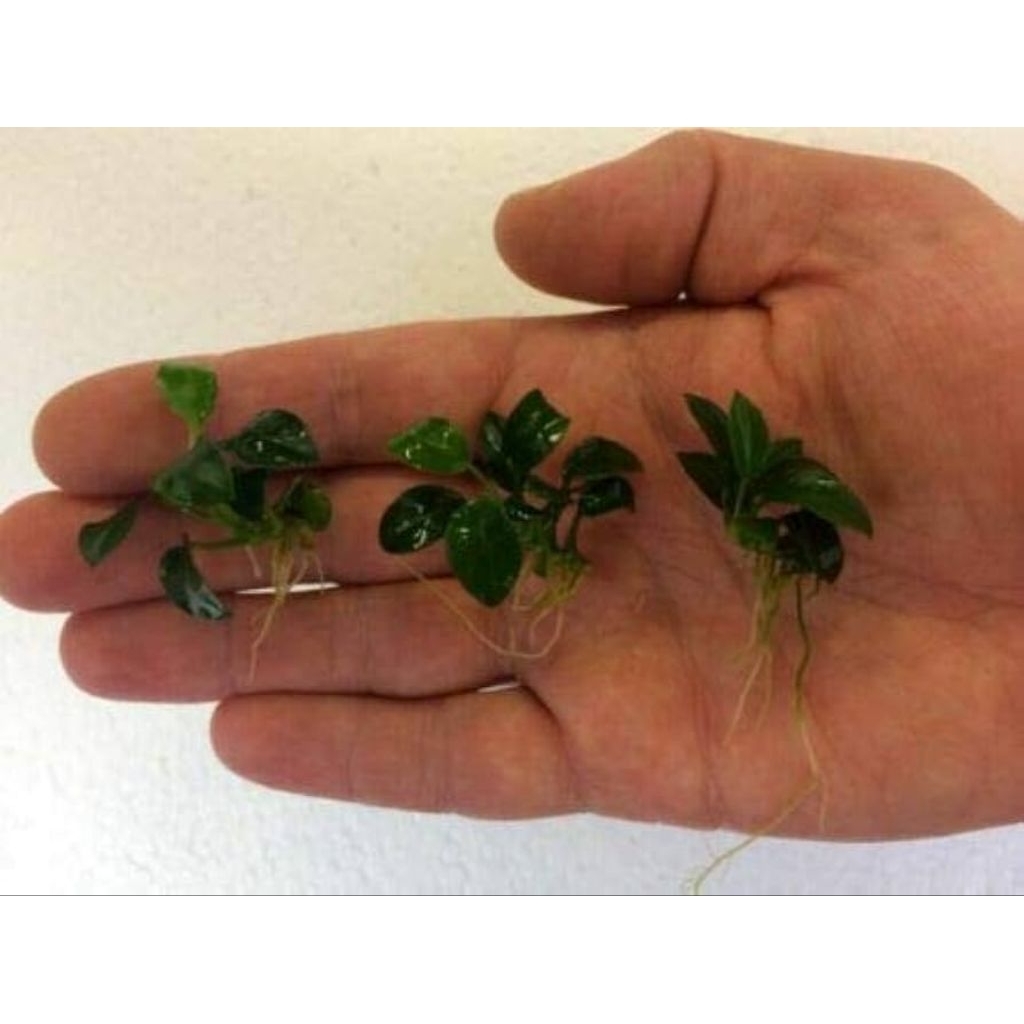 Anubias petite