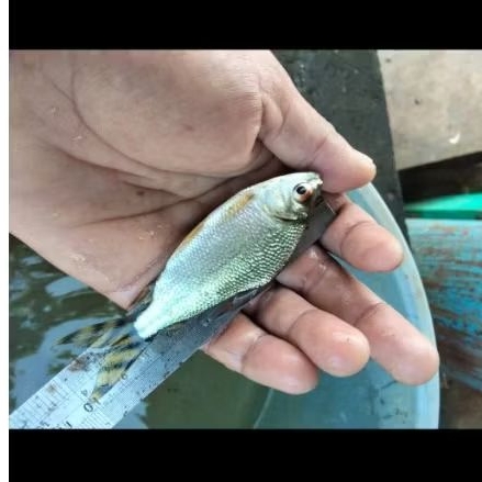 kebutuhan hiasan yellow feifeng yff 10cm