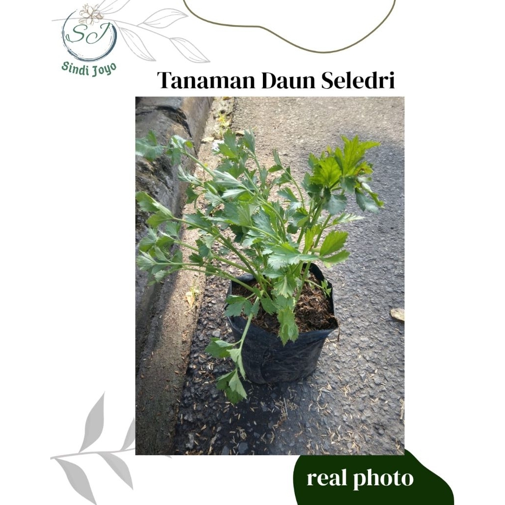 Tanama Daun Seledri Bibit Tanaman Daun Seledri