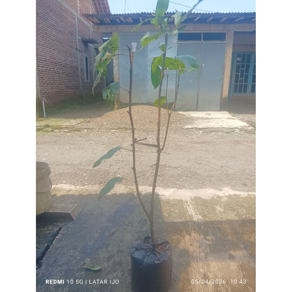 bibit cangkok jambu lilin merah