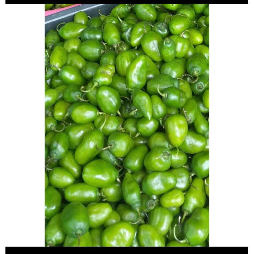 CABE GENDOT BANDUNG