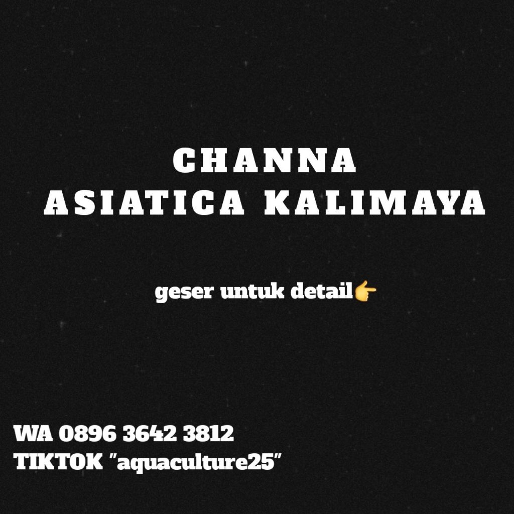 Dekorasi Chana Asiatica Red Kalimaya
