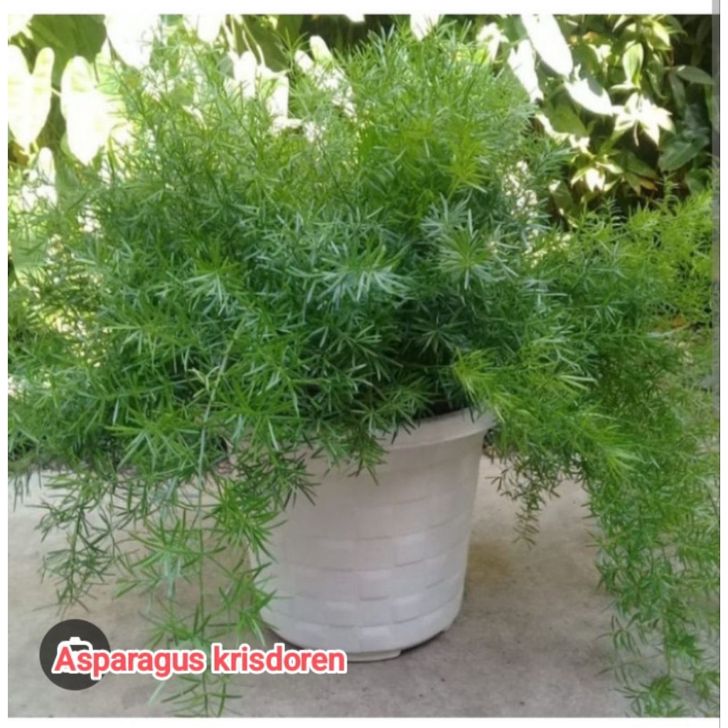 Tanaman asparagus krisdoren super rimbun
