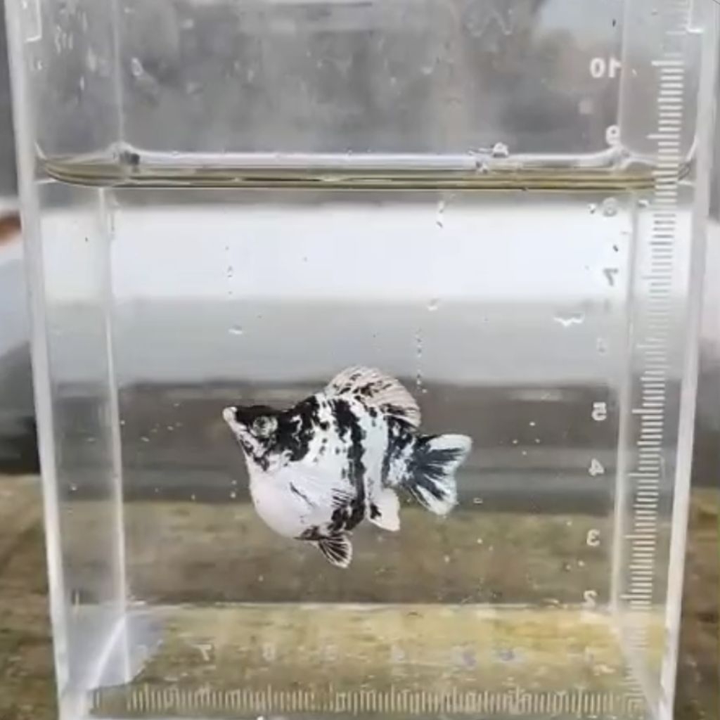 molly ballon zebra roundtail/lyretail