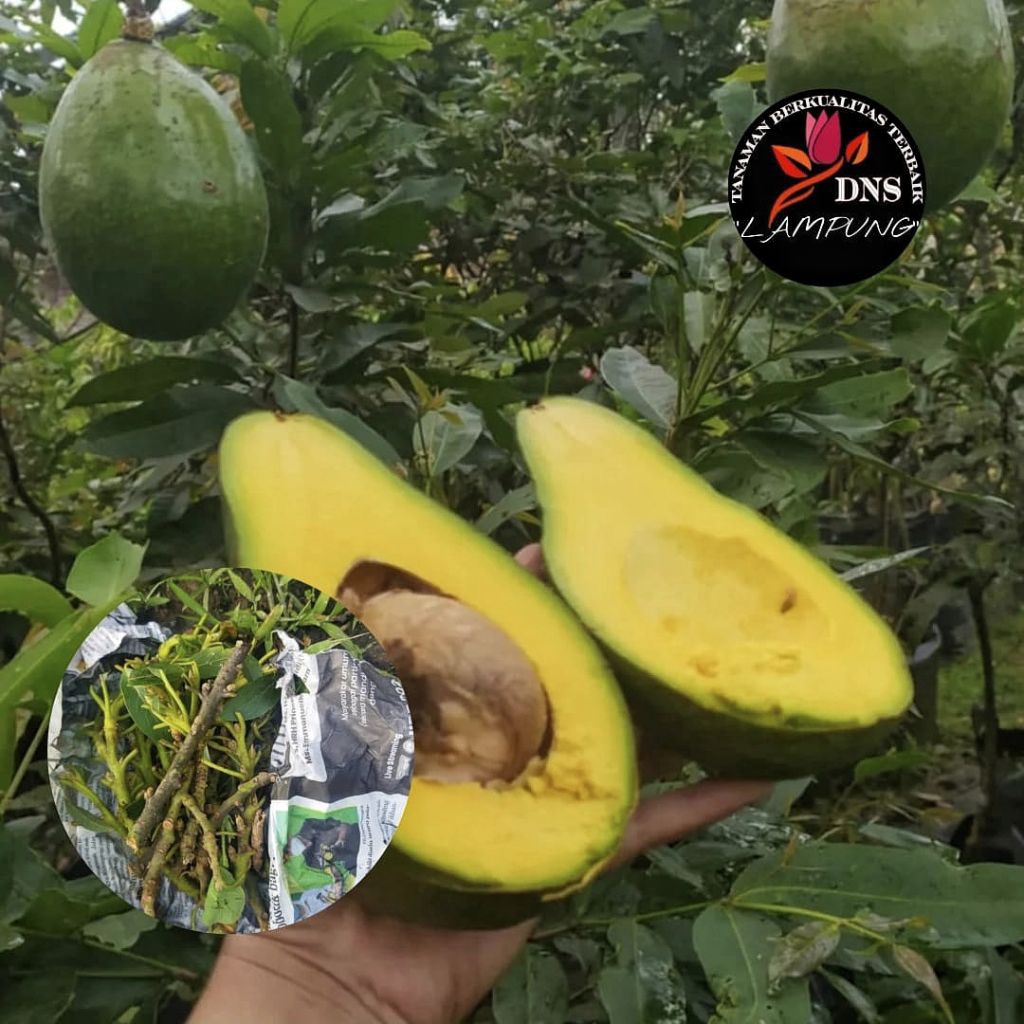Paket 15 Entres Alpukat Pluwang Valid