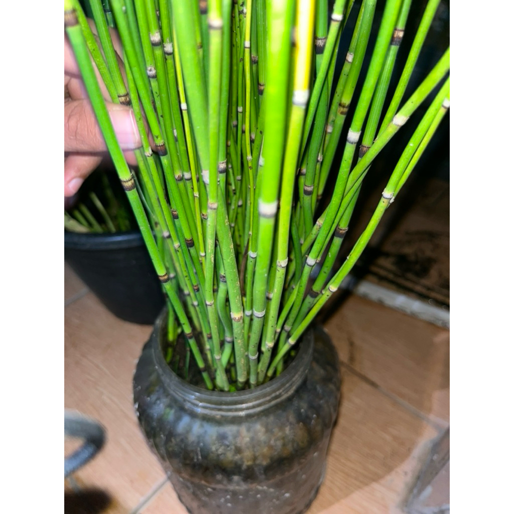 tanaman hias bambu air /  / paku ekor kuda asli dari petani / 10PCS
