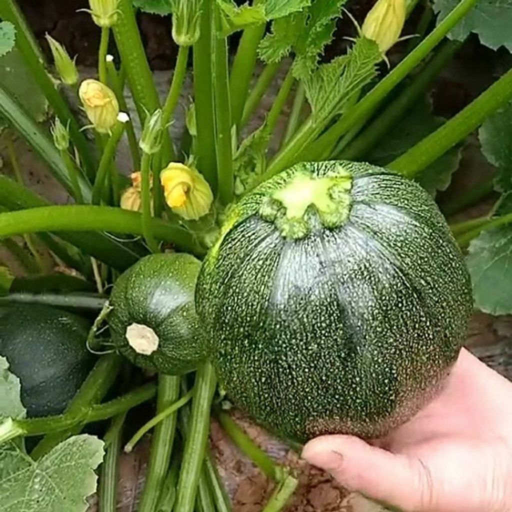 5 BIJI BENIH ZUCCHINI BULAT HIJAU