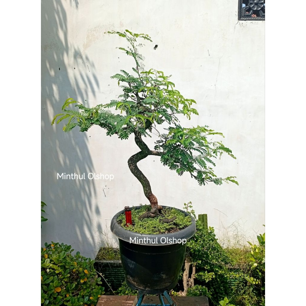 Bonsai asem jawa meliuk siap pajang sesuai foto