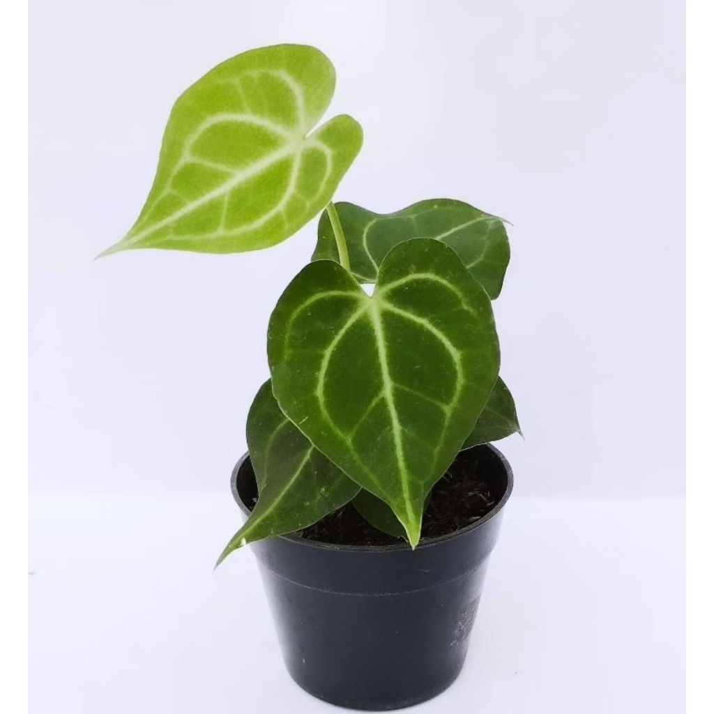 ANTHURIUM CLARINERVIUM