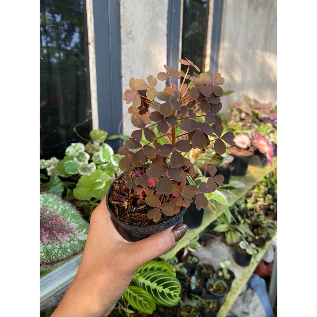 oxalis vulcanicola