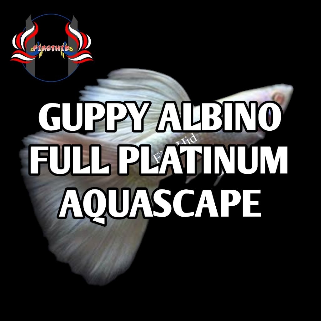 (1 P) AFP Aksesoris Akuarium GUPPY AFP (Albino Full Platinum) gen carrier Swallow Ribbon