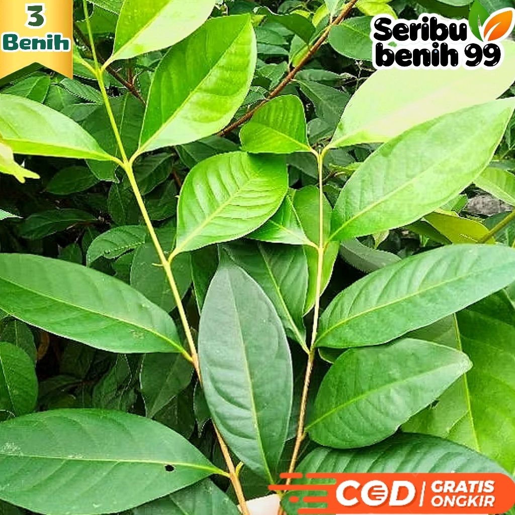Seribu Benih99 - BIJI BENIH DAUN SALAM