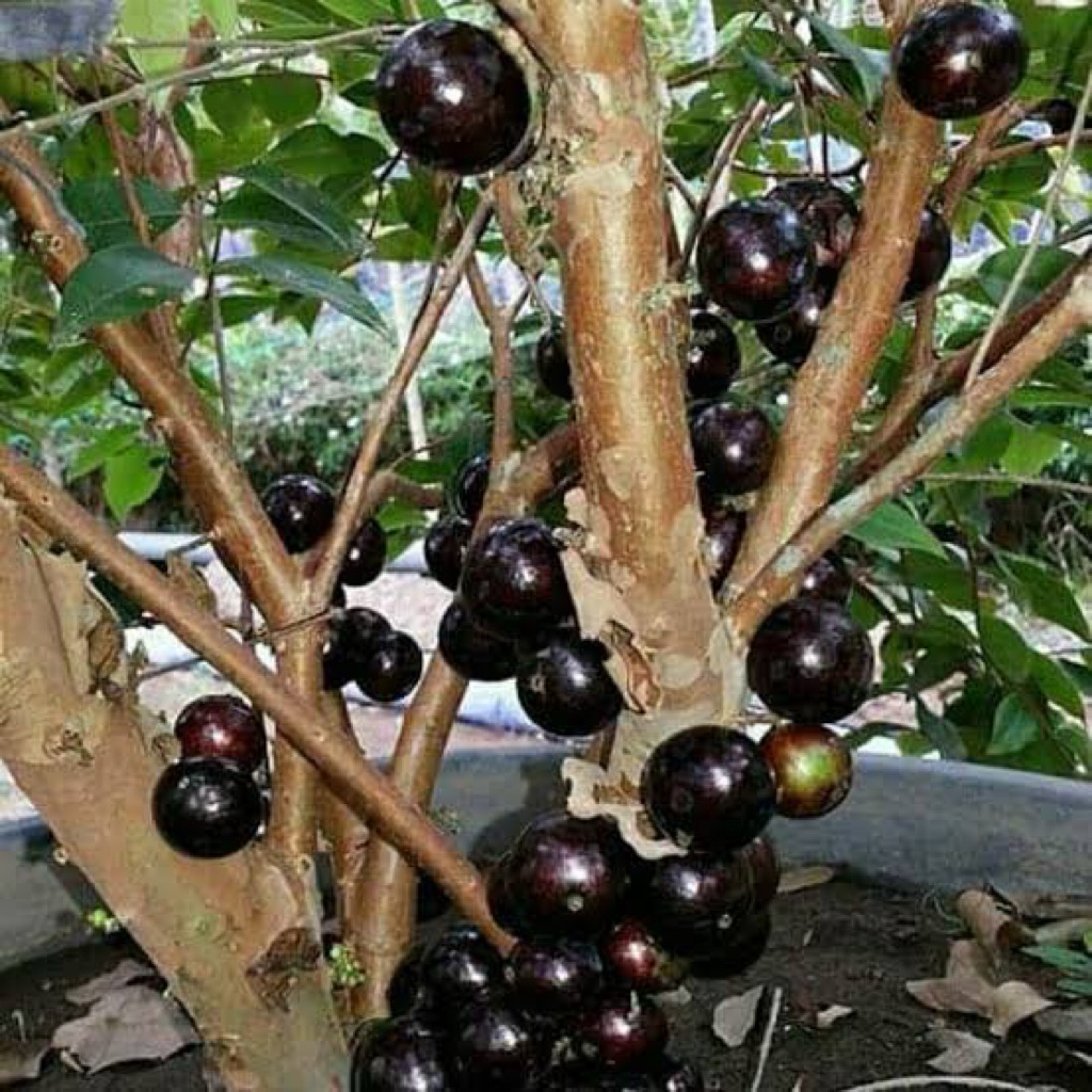 BIBIT ANGGUR POHON/ANGGUR BRAZIL SIAP BERBUAH LIVE