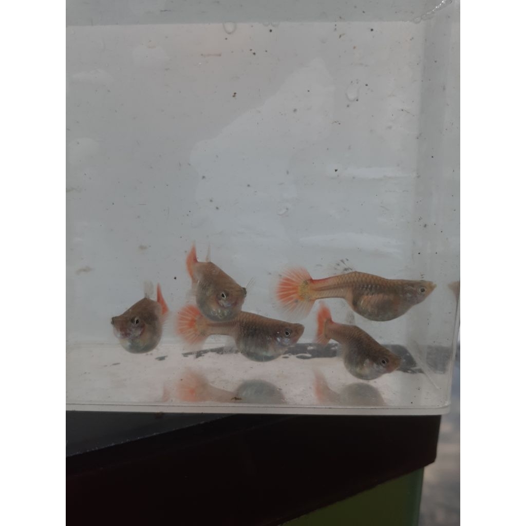 Guppy PRTDE indukan