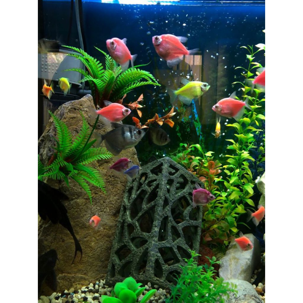 ikan hias Hiasan aquarium AQUASCAPE GLOFISH WARNA WARNI TETRA BABY SEMAR ikan hias air tawar BONUS P
