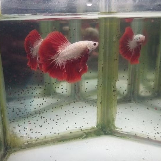 CUPANG HALFMOON RED DRAGON SNOW