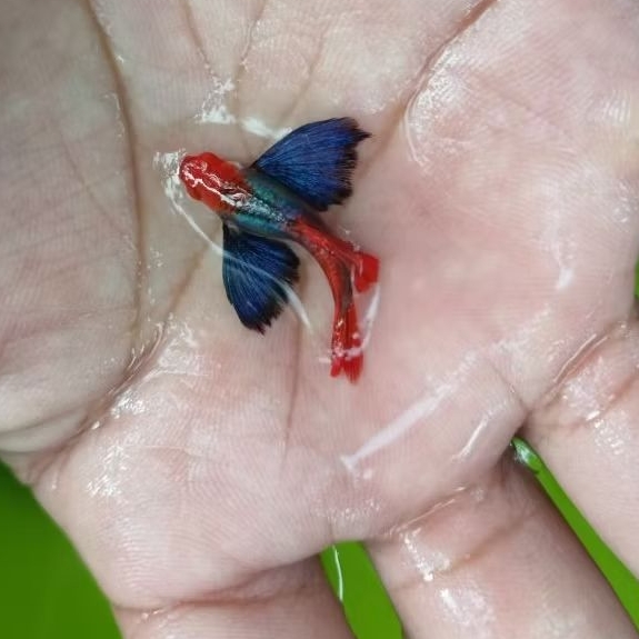 Guppy PRTDE koi Remaja