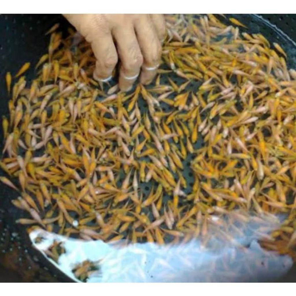 Ikan Mas Kecil Hidup Pakan Ikan Predator