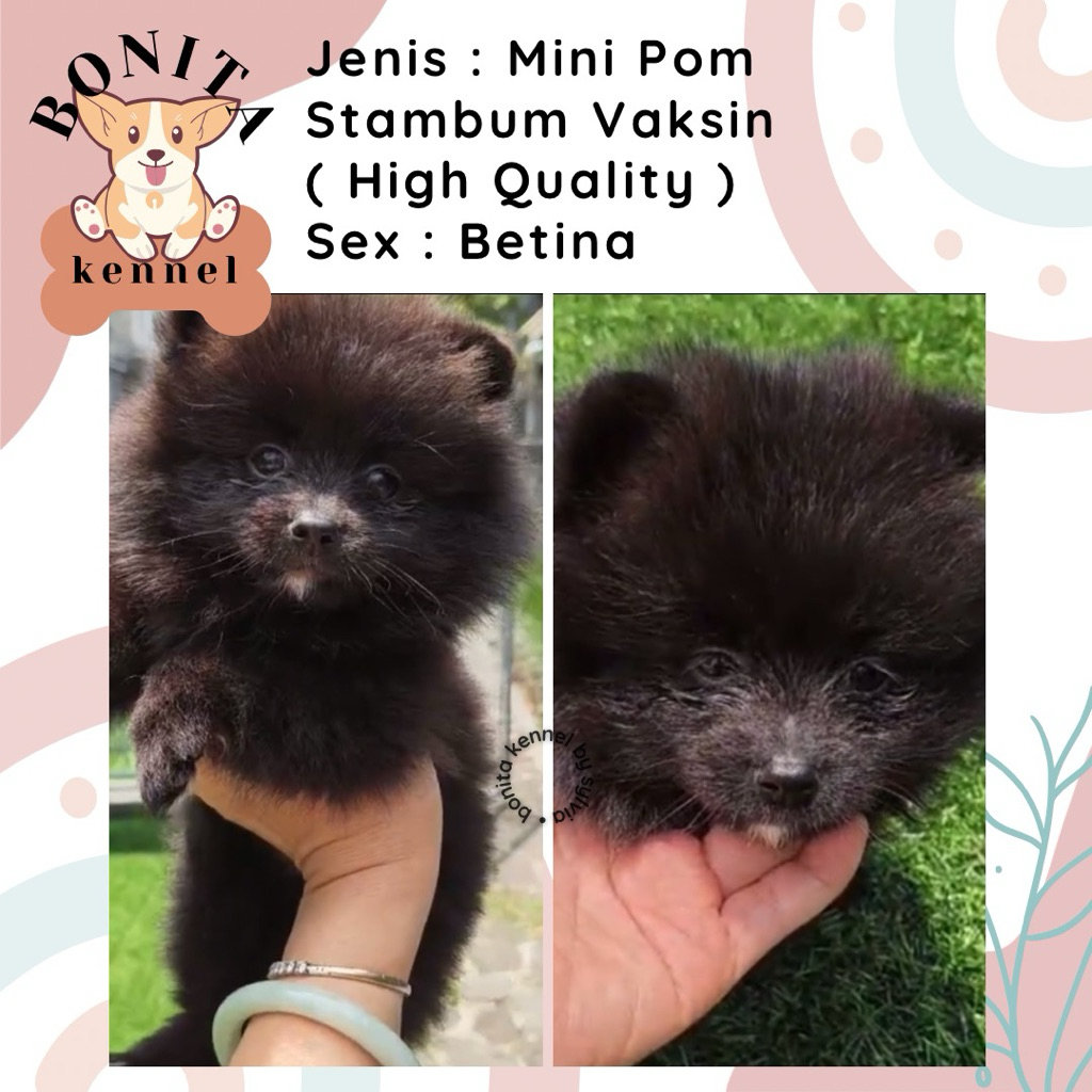 Mini Pomeranian Stambum Particolor Black Tan Anakan Anjing Mini Pom Snow White Jantan Betina Minipom