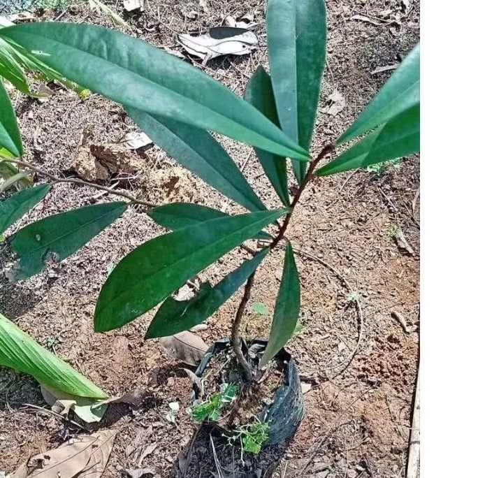 bibit kayu hitam eboni