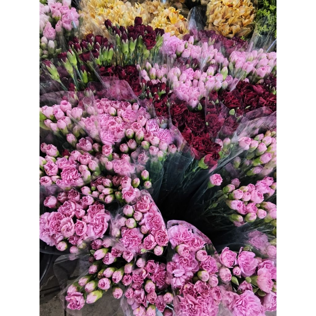 bunga carnation