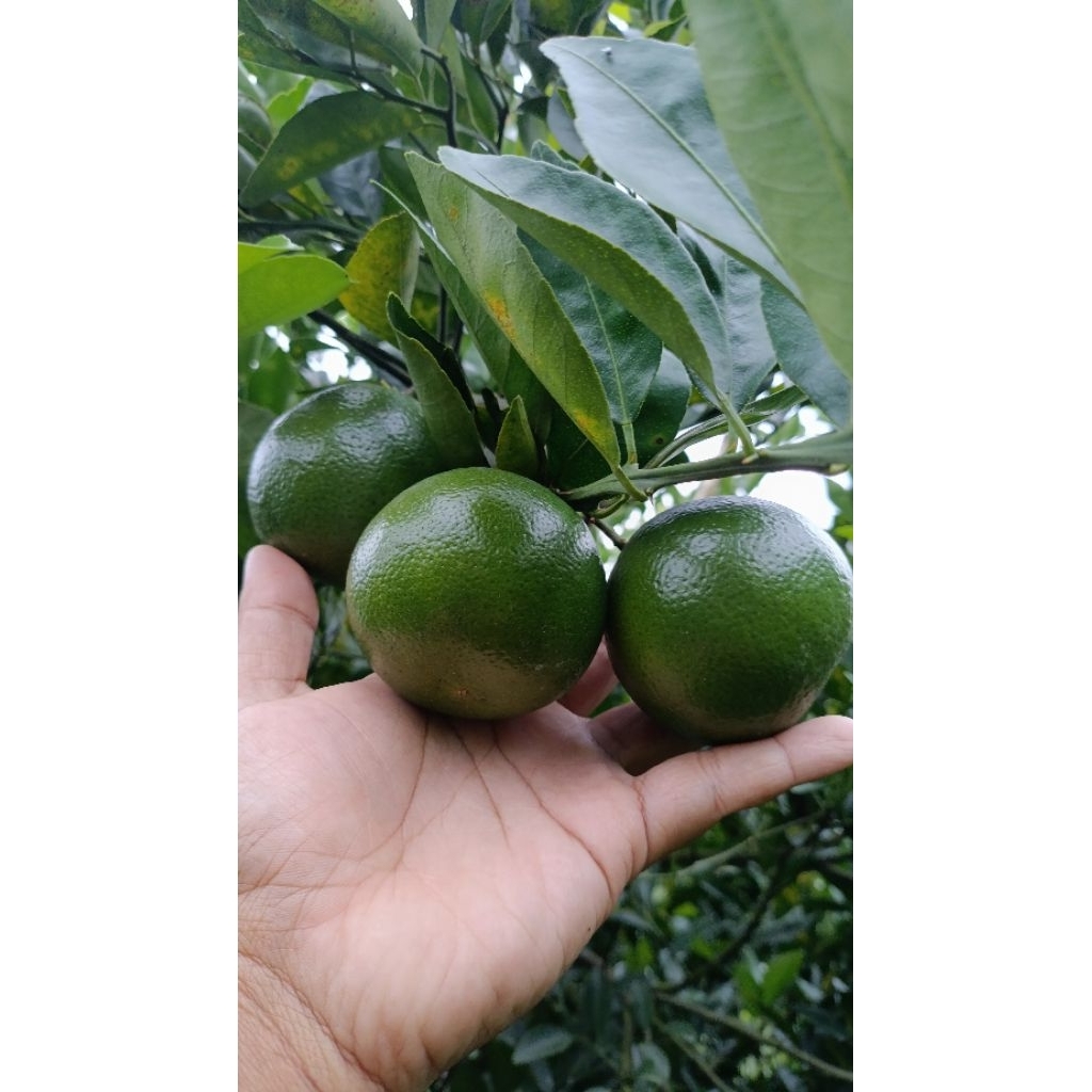 Jeruk Keprok Semboro Peras & Manis (Fresh 1kg)