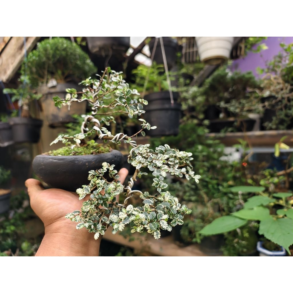 Bonsai mini Ulmus Variegata Super micro DIKIRIM SAMA SEPERTI DI FOTO PRODUK