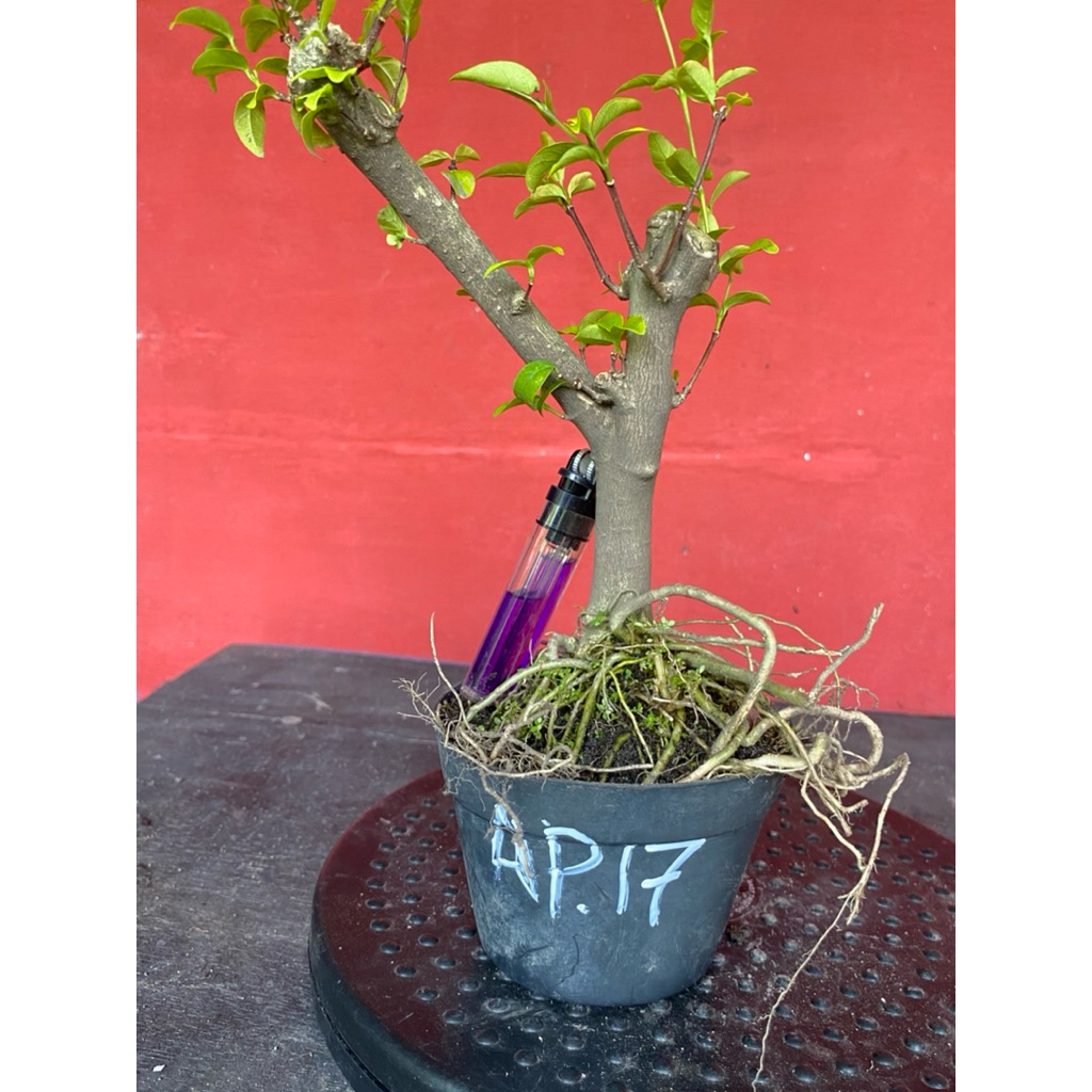 Bahan bonsai bunga anting putri Ap 17