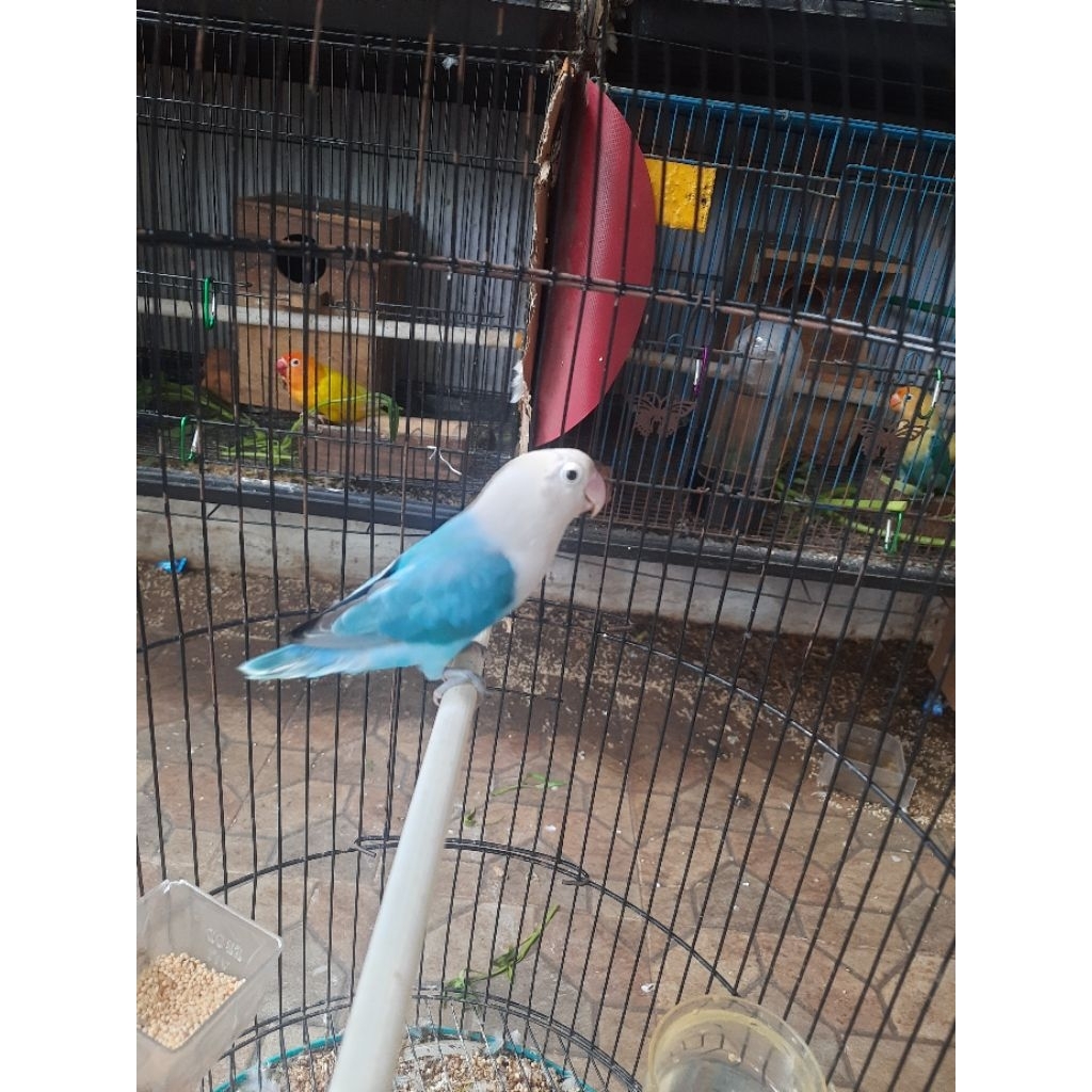 burung lovebird biola blue betina dewasa