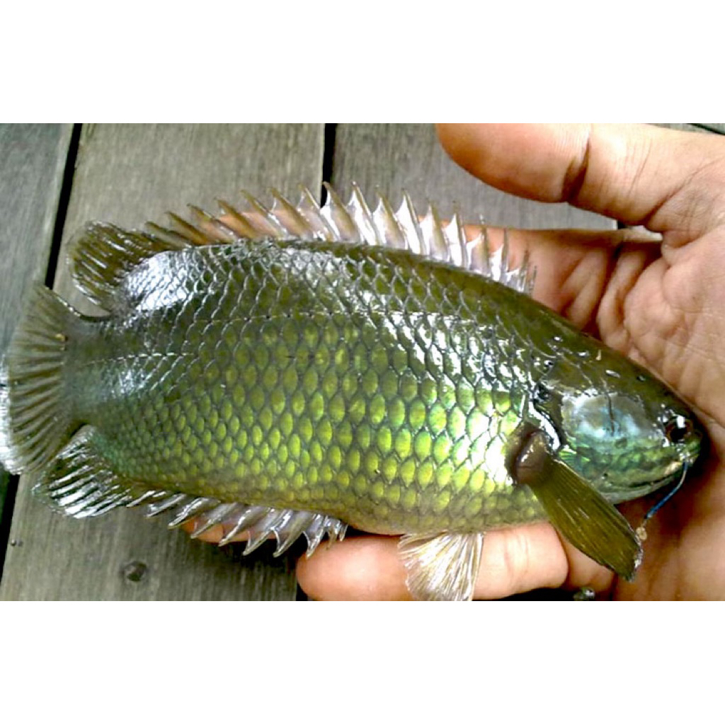 ikan papuyu betok betik hidup sehat