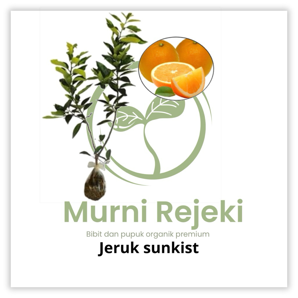 Bibit jeruk sunkist okulasi cepet berbuah