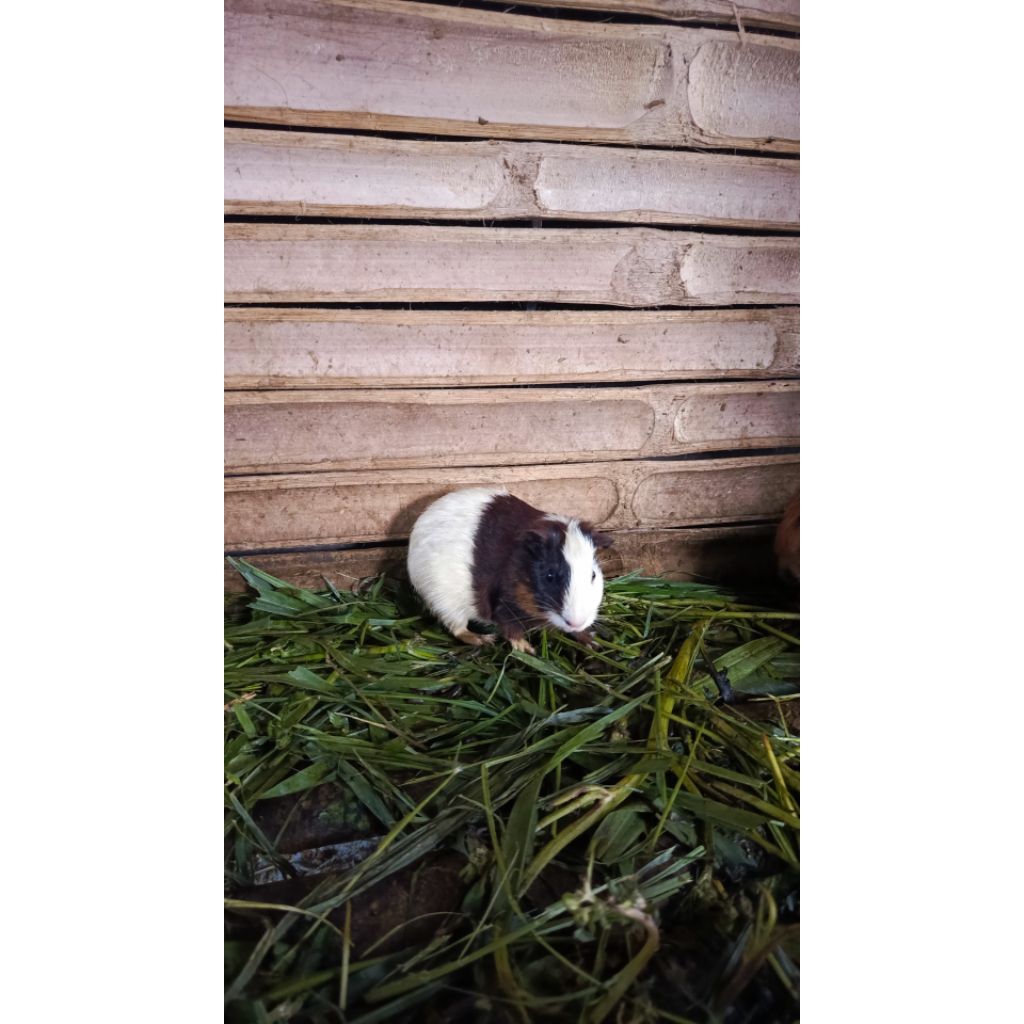 Marmut Lokal Anakan Guinea Pig lucu