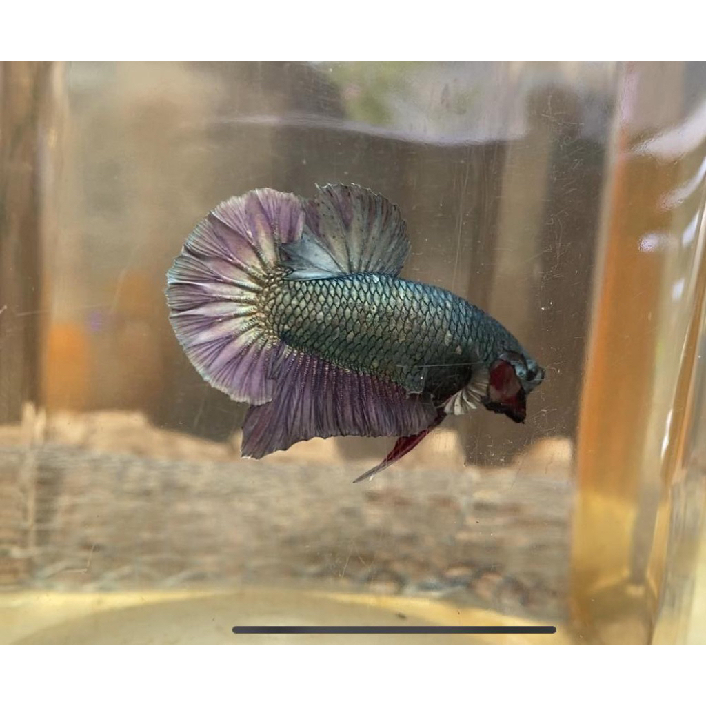 Hiasan aquarium cupang besgelan avatar