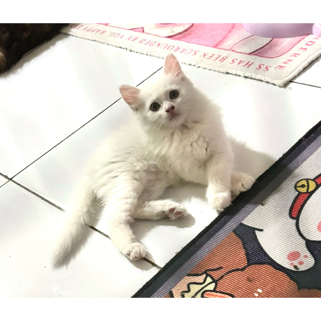 kitten persia flatnose mix mc