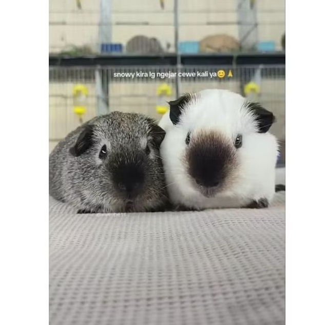 Marmut American California Hidup - Guinea Pig - Boneka Jinak Sehat