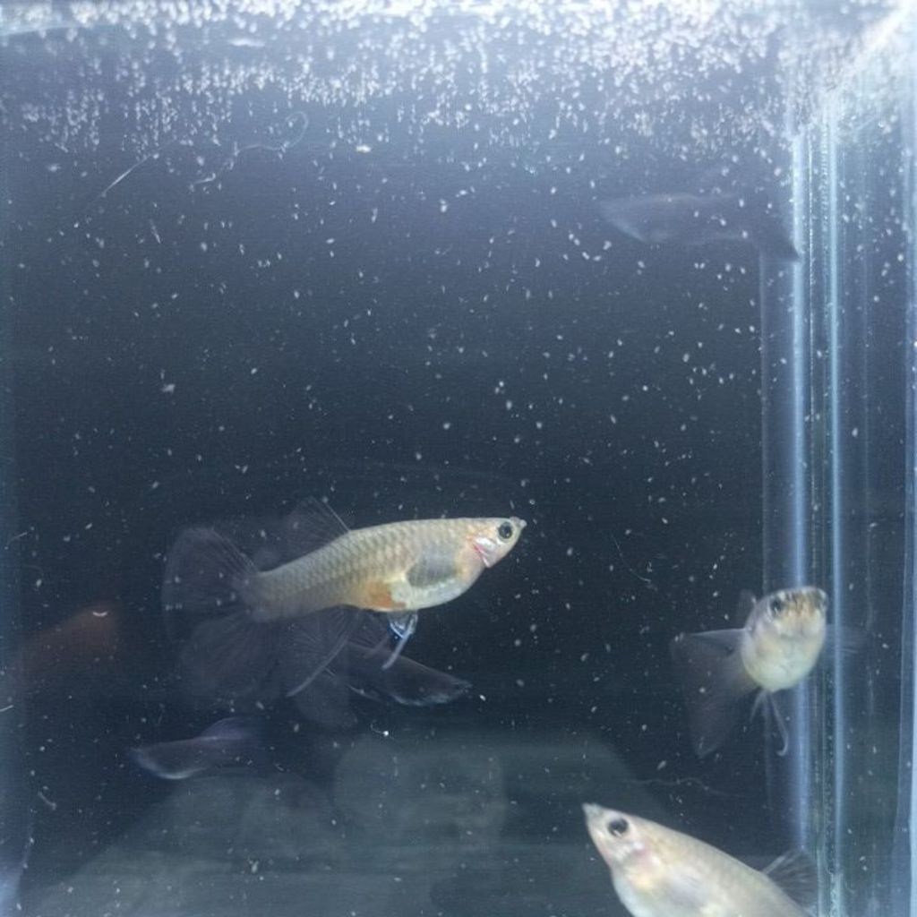 Stiker Guppy Black Moscow Ribbon