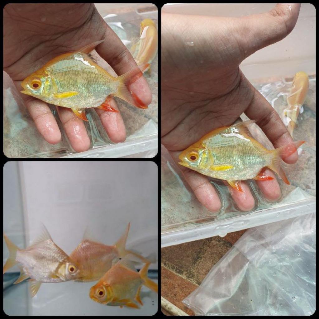Kaviat Albino mata merah short body 8-10cm