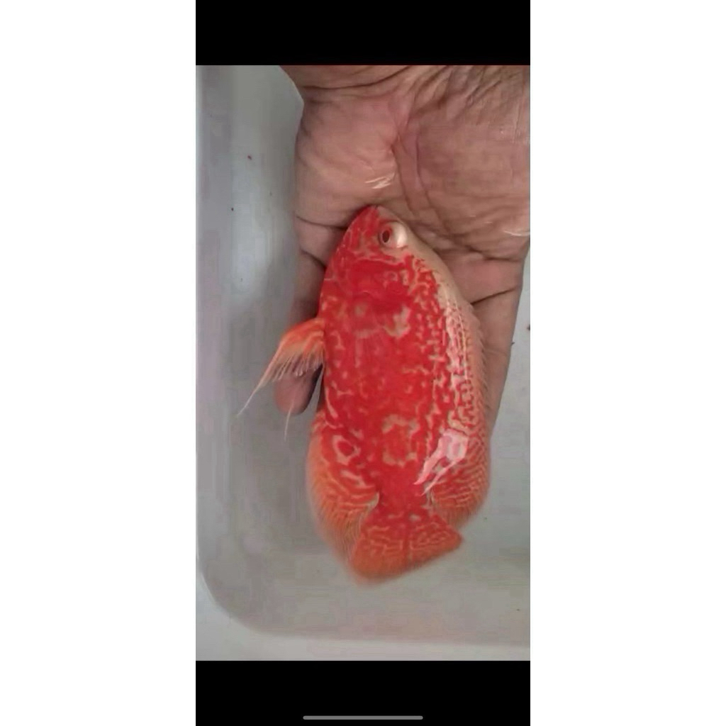 Oscar Tiger Albino good marking 14-15cm ( import Thailand )