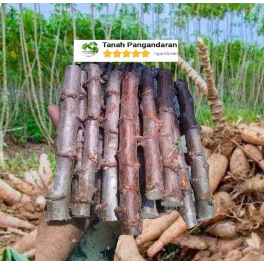Bibit Pohon Singkong Ketan Super Hasil Besar (Stek Siap Tanam) / Pohon Singkong ketan Indukan Besar
