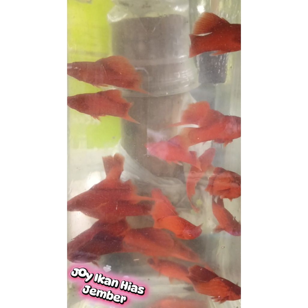 Hiasan Aquarium Indukan Platy Bloodred FC Highfin 4 ekor