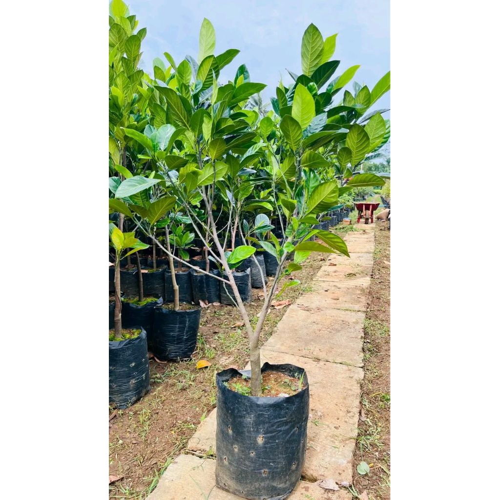 Bibit nangka J33