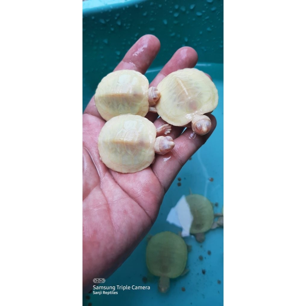 Hiasan Aquarium Res Brazil Albino
