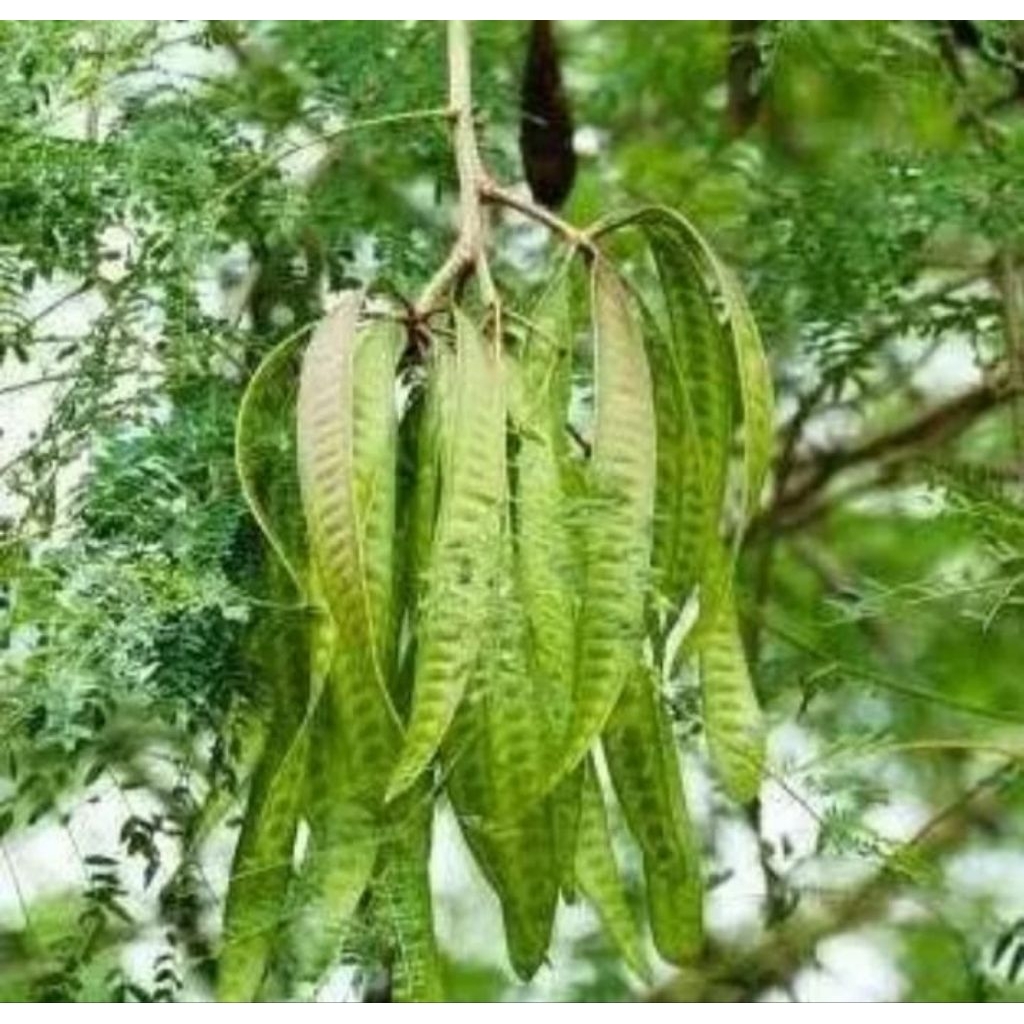 Biji benih pohon lamtoro