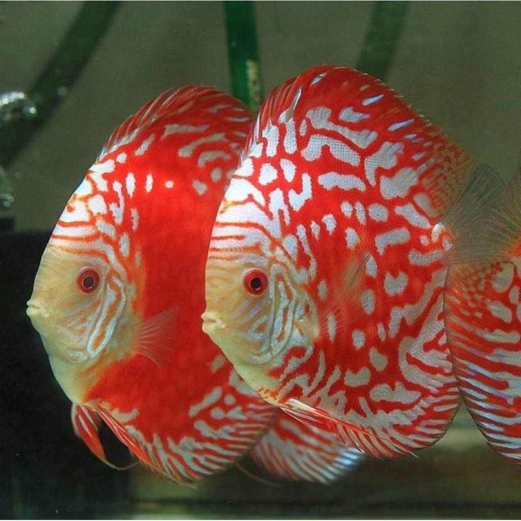 Discus Aquascape Red Pigeon Rafles