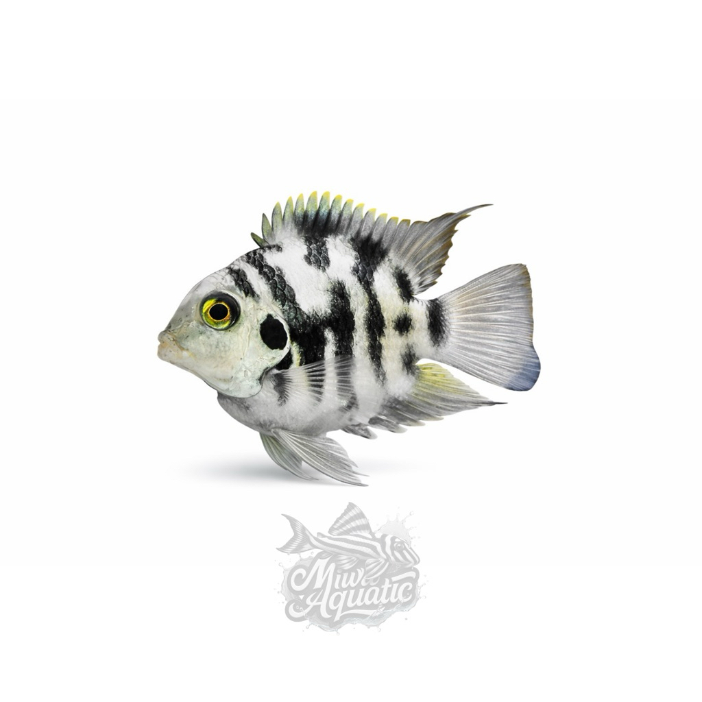 Convict Cichlid (Blue Polar Cichlid)