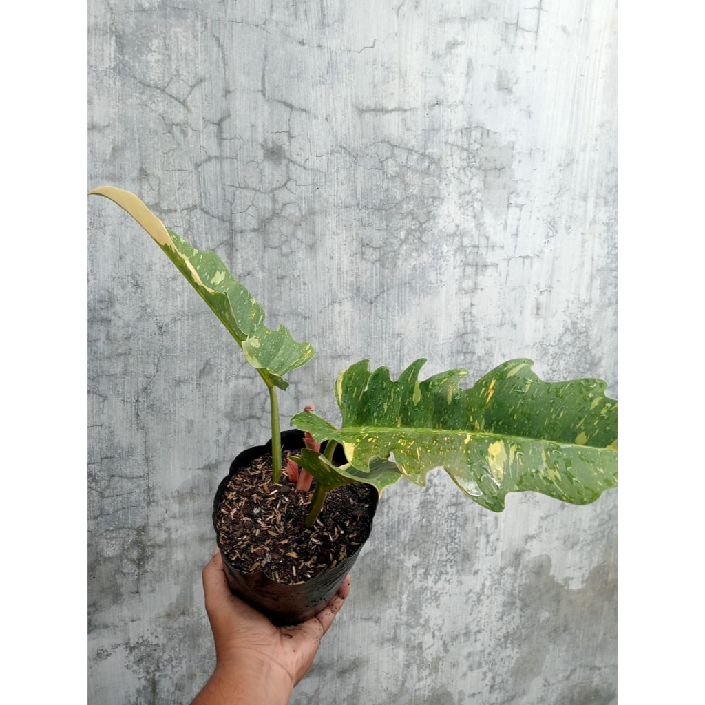 Philodendron Green Saw Varigata