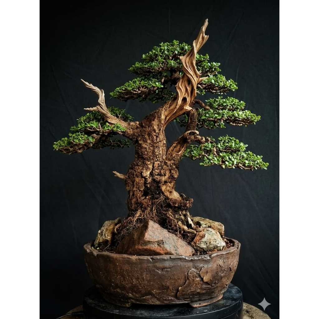 Santigi Karang, Bahan Bonsai Santigi Karang R51