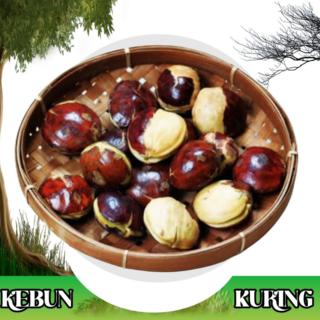 jengkol tua dan muda 1 kg