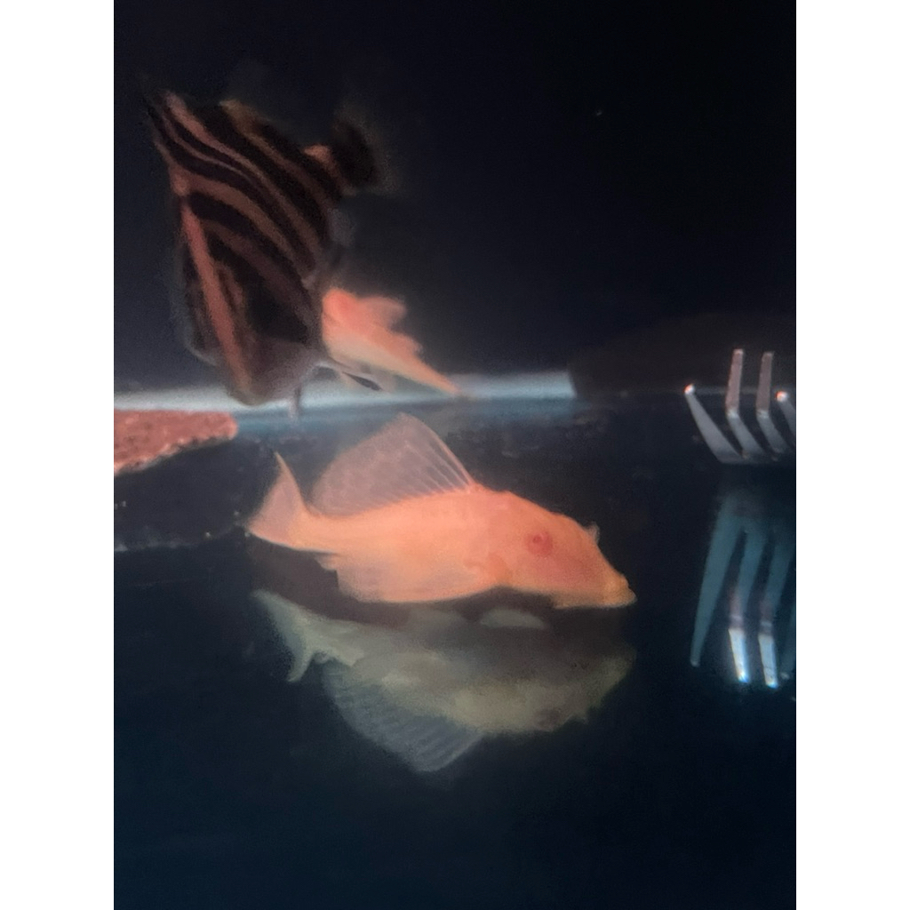hiasan Aquarium ikan Gibbiceps albino (pleco L083) tankmate pembersih aquarium